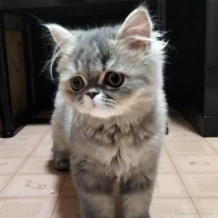 ID:2306-02950の子猫