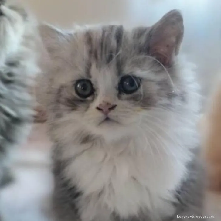 ID:2210-02418の子猫
