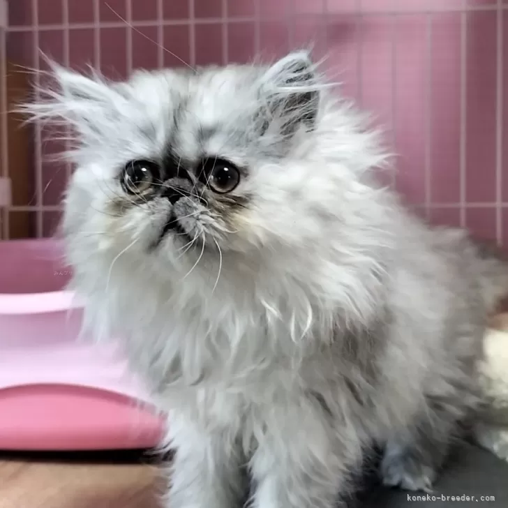 ID：2401-01737の子猫