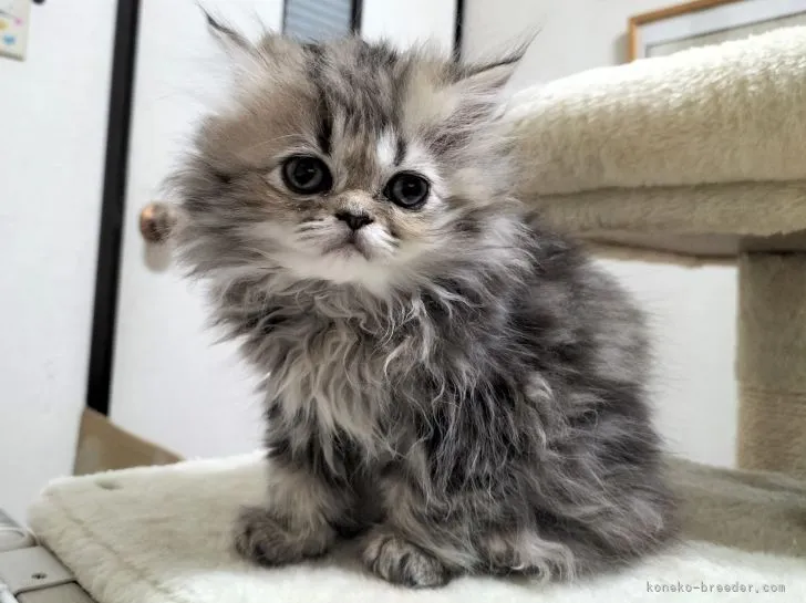 ID：2204-00418の子猫