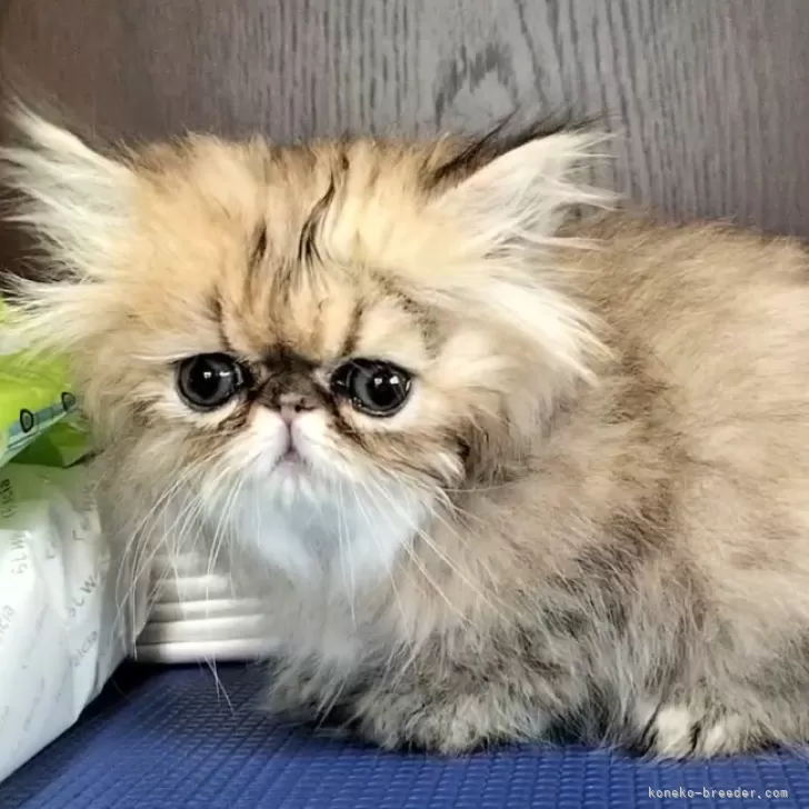 ID:2404-02052の子猫