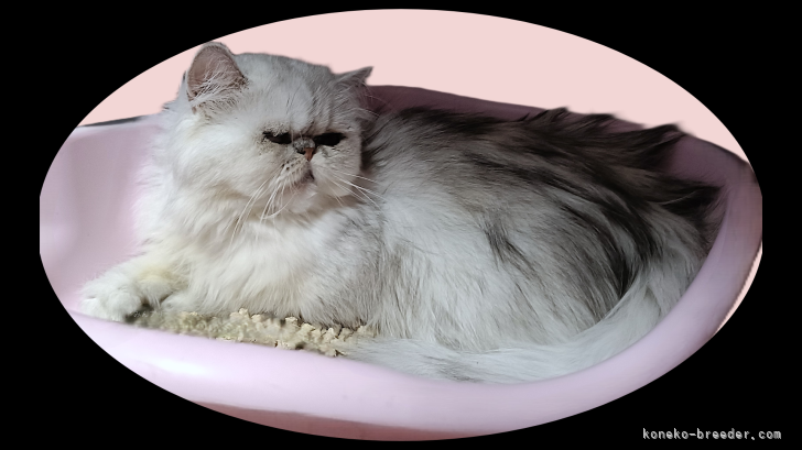 ペルシャ【・女の子・2022年5月3日・シェーデッドシルバー】