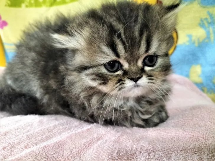 ID:2204-00238の子猫