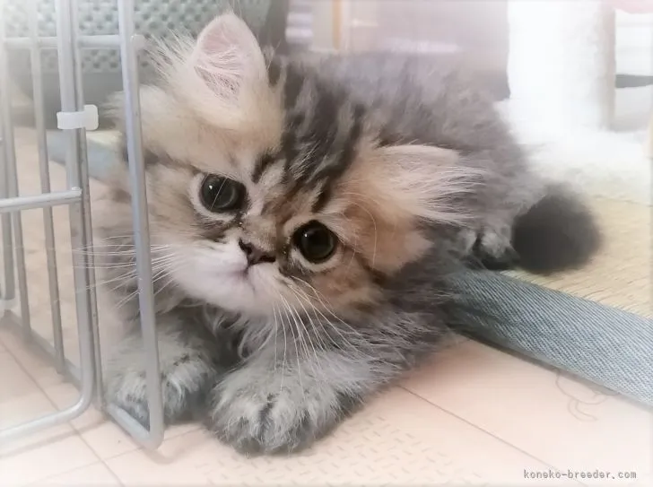 ID:2106-02063の子猫