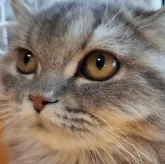 ペルシャ【奈良県・女の子・2023年3月1日・ブルータビー】の写真1