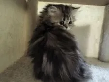 ペルシャ【奈良県・女の子・2022年2月15日・シェーデッドゴールデン】の写真2