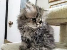 ペルシャ【奈良県・女の子・2022年2月15日・シェーデッドゴールデン】の写真4