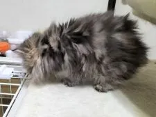 ペルシャ【奈良県・女の子・2022年2月15日・シェーデッドゴールデン】の写真5