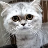 ペルシャ【奈良県・女の子・2023年3月1日・シルバータビーホワイト&レッド】の写真5