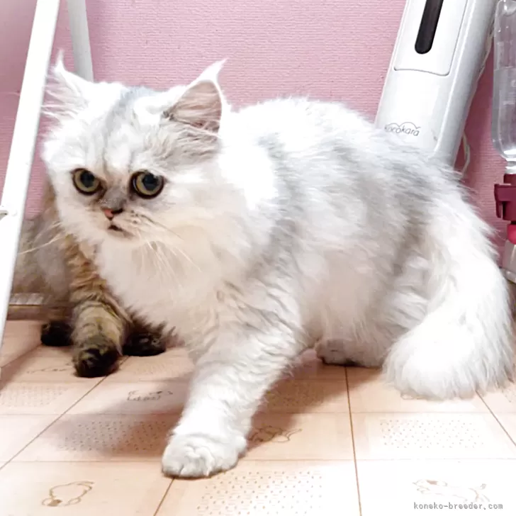 ID：2507-00773の子猫