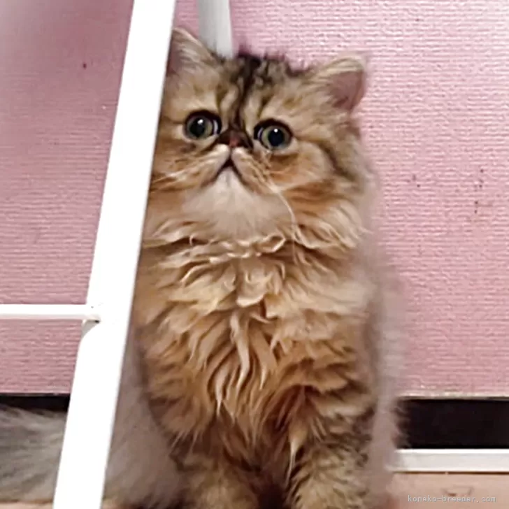 K.H 様のお迎えした子猫
