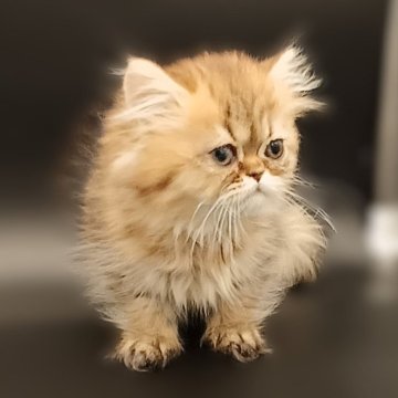 ペルシャ【奈良県・女の子・2025年8月21日・シェーデッドゴールデン（長毛）】の写真「少し涙目ですが大きな瞳が可愛い仔」