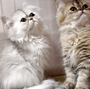 ペルシャ【奈良県・女の子・2025年8月21日・シェーデッドシルバー（長毛）】の写真「涙目ですが大きな瞳が可愛い女の仔」