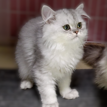 ペルシャ【奈良県・男の子・2025年8月21日・シェーデッドシルバー（長毛）】の写真「整ったお顔が可愛い男の子」