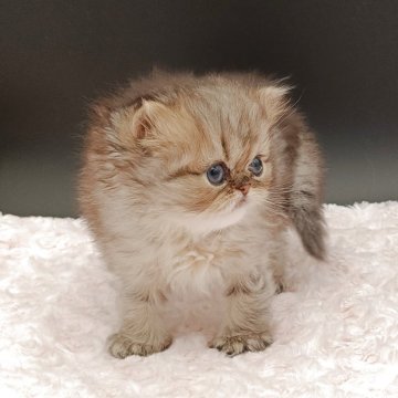 ペルシャ(チンチラ)【奈良県・女の子・2025年9月23日・ブルーチンチラゴールデン】の写真「レアーカラーのブルーチンチラゴールデンの女の仔」