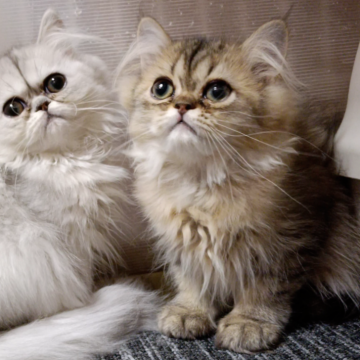 ペルシャ【奈良県・男の子・2025年8月21日・シェーデッドゴールデン（長毛）】の写真「少し涙目ですが大きな瞳が可愛い仔」