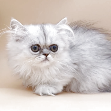 ペルシャ【奈良県・女の子・2025年8月21日・シェーデッドシルバー（長毛）】の写真「涙目ですが大きな瞳が可愛い女の仔」