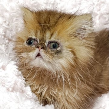 ペルシャ(チンチラ)【奈良県・男の子・2025年5月8日・チンチラゴールデン（長毛）】の写真「綺麗な毛色のチンチラゴールデン・フラットフェイス」