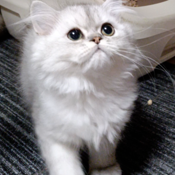 ペルシャ【奈良県・男の子・2025年8月21日・シェーデッドシルバー（長毛）】の写真「整ったお顔が可愛い男の子」