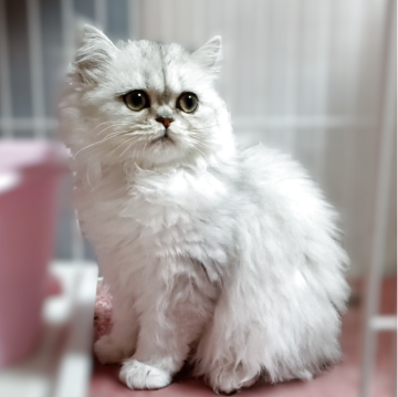 ペルシャ(チンチラ)【奈良県・女の子・2025年9月2日・チンチラシルバー（長毛）】の写真「モフモフの毛並みと、つぶらな瞳で、あなたを優しく見」