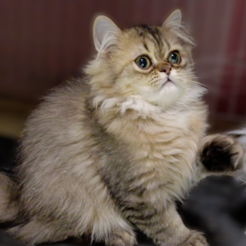ペルシャ【奈良県・男の子・2025年8月21日・シェーデッドゴールデン（長毛）】の写真「少し涙目ですが大きな瞳が可愛い仔」