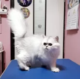 ペルシャ