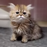 ペルシャ