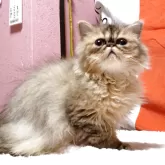 ペルシャ(チンチラ)