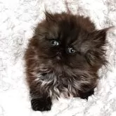 ペルシャ