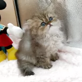 ペルシャ(チンチラ)