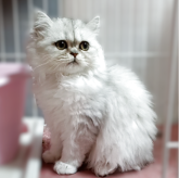 ペルシャ(チンチラ)