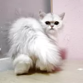 ペルシャ