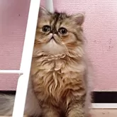 ペルシャ(チンチラ)