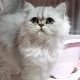 ペルシャ(チンチラ)【奈良県・女の子・2025年9月2日・チンチラシルバー】の写真2