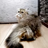 ペルシャ【奈良県・男の子・2025年9月2日・シェーデッドゴールデン】の写真2「毛質はフワフワで柔らかです。」