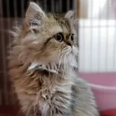 ペルシャ(チンチラ)【奈良県・男の子・2025年9月2日・チンチラゴールデン】の写真4