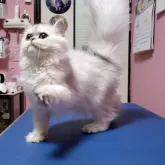 ペルシャ【奈良県・女の子・2025年5月5日・チンチラシルバー】の写真4「性格は大人しく上品な感じ」