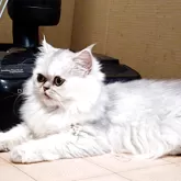 ペルシャ【奈良県・女の子・2025年5月5日・チンチラシルバー】の写真7