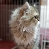 ペルシャ(チンチラ)【奈良県・男の子・2025年9月2日・チンチラゴールデン】の写真7
