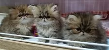 ペルシャ(チンチラ)【奈良県・男の子・2025年2月16日・チンチラゴールデン】の写真7