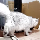 ペルシャ【奈良県・女の子・2025年5月5日・チンチラシルバー】の写真8