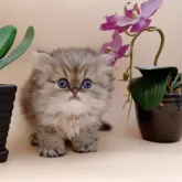 ペルシャ(チンチラ)【奈良県・女の子・2025年9月23日・ブルーチンチラゴールデン】の写真9