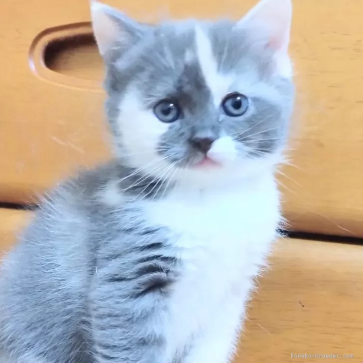 ID:2401-02642の子猫