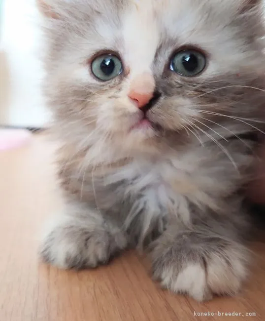 ID:2204-00702の子猫