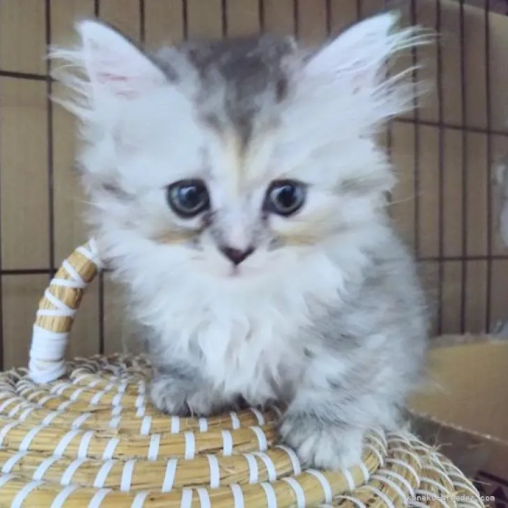 ID:2208-02258の子猫