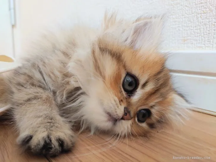 ID:2202-02054の子猫