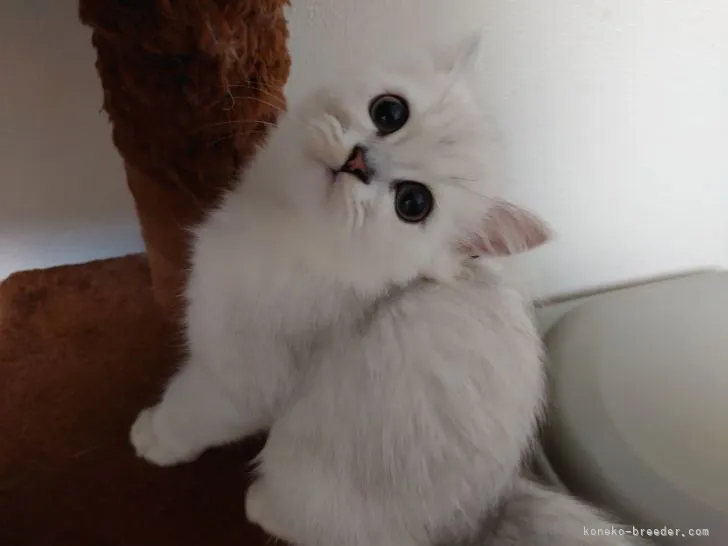 ID:2107-02369の子猫