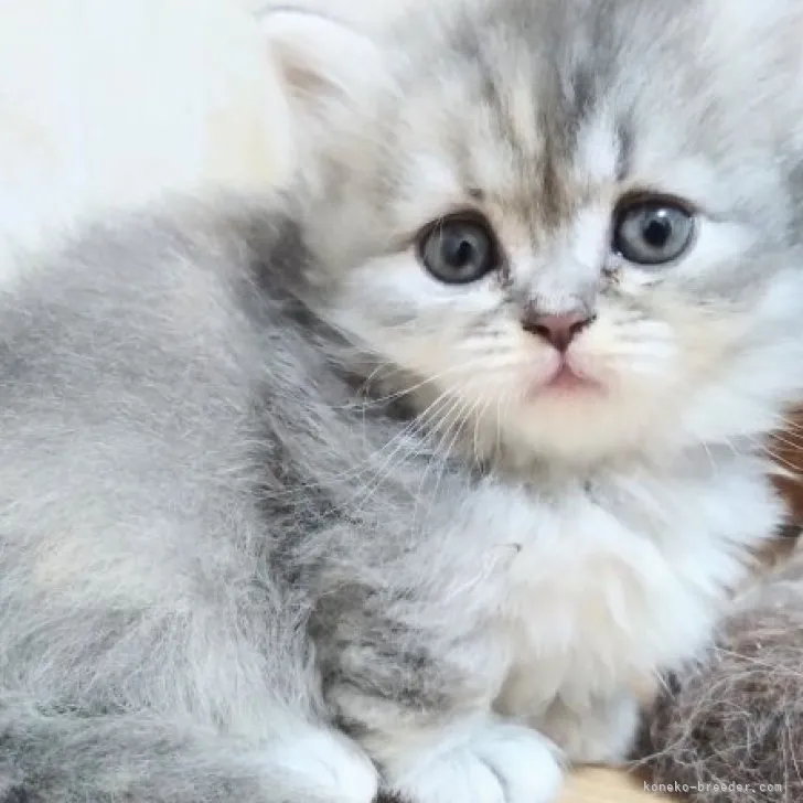 ID:2310-02221の子猫