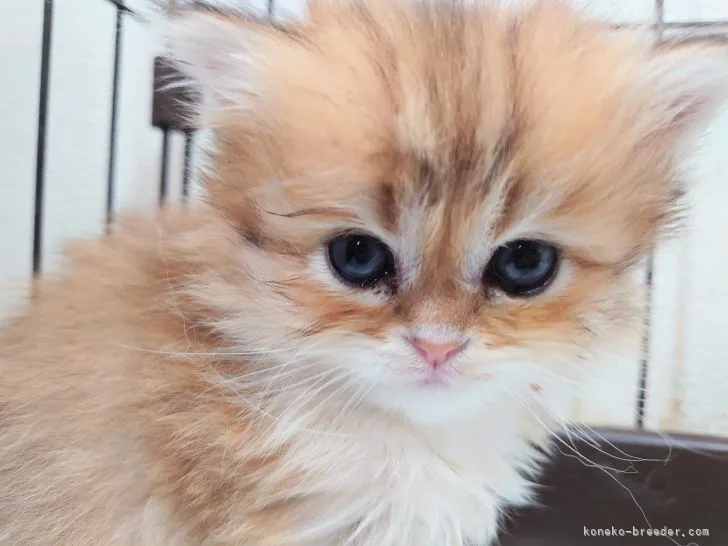 ID:2205-01382の子猫