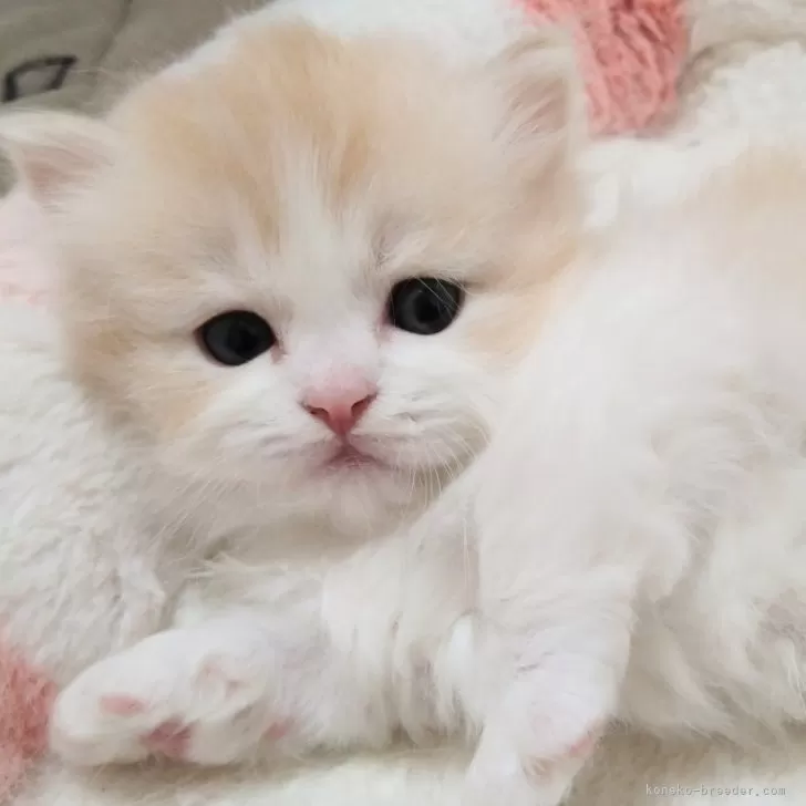 ID:2405-03454の子猫